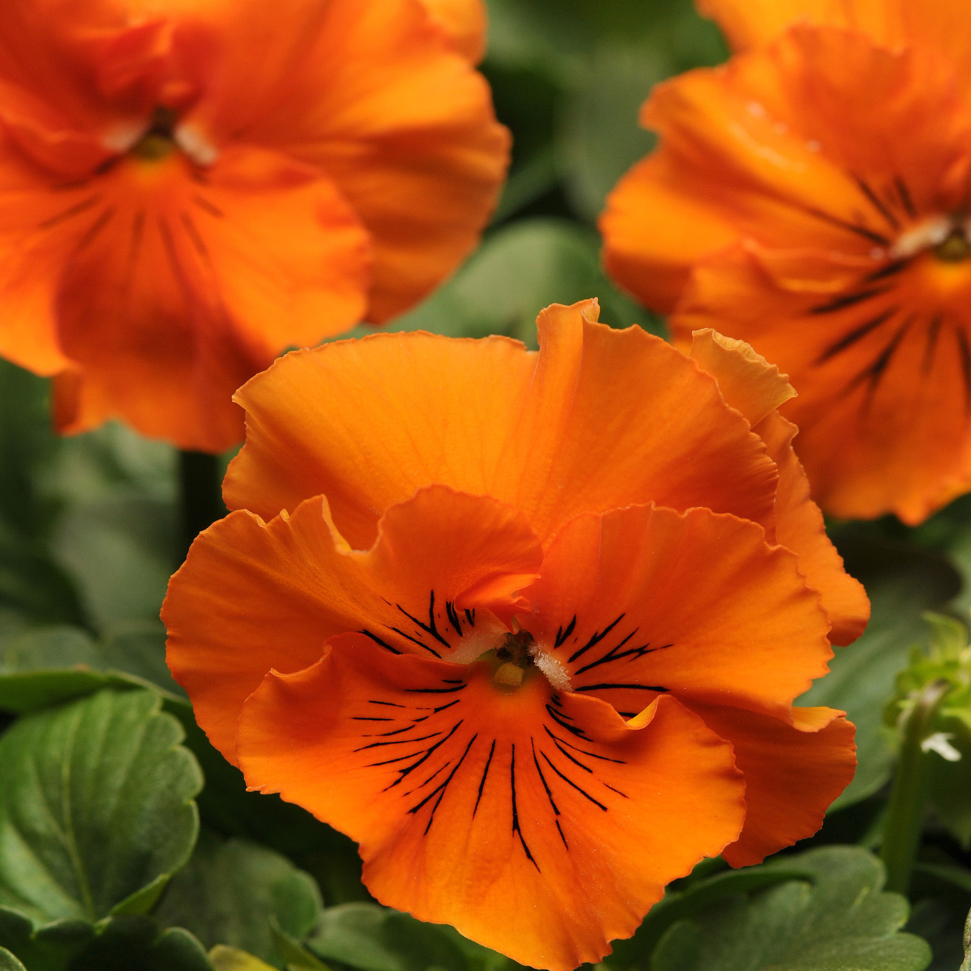 Pansy Frizzle Sizzle Orange Flowers