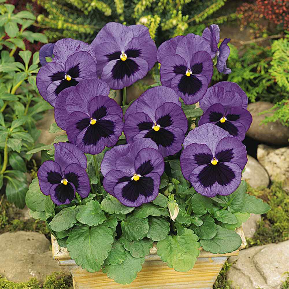 Pansy Matrix Ocean Container Flowers