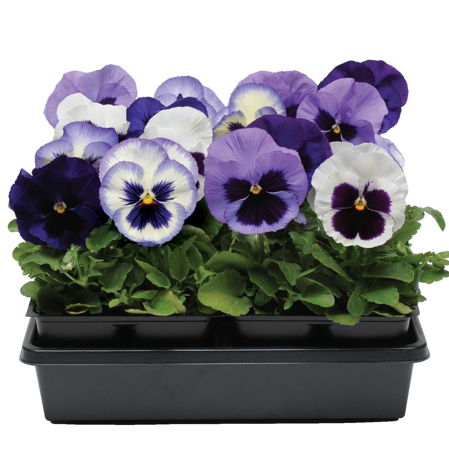 Pansy Ocean Breeze Flower Container Mix