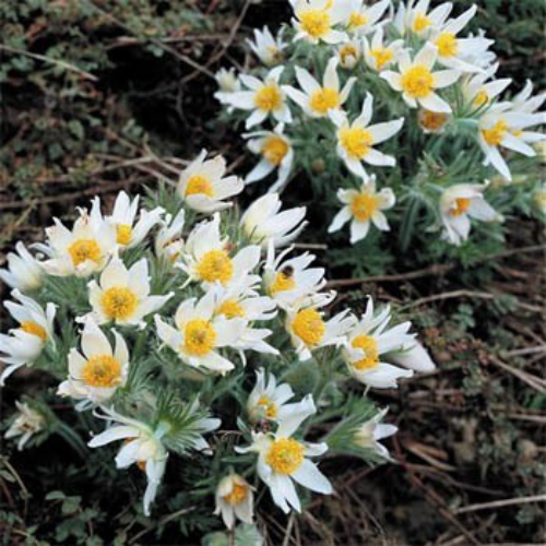 Anemone Vulgaris White