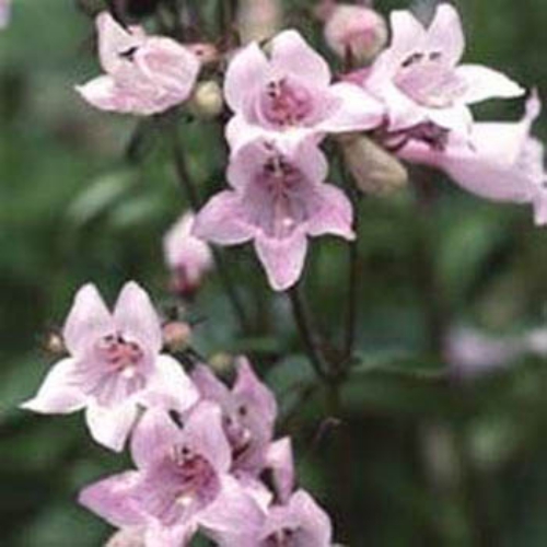 Penstemon Seed - Shell Leaf Penstemon Flower Seeds