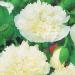 Papaver Paeoniflorum Cream Flowers