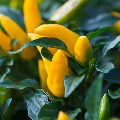 Ornamental Yellow Peppers