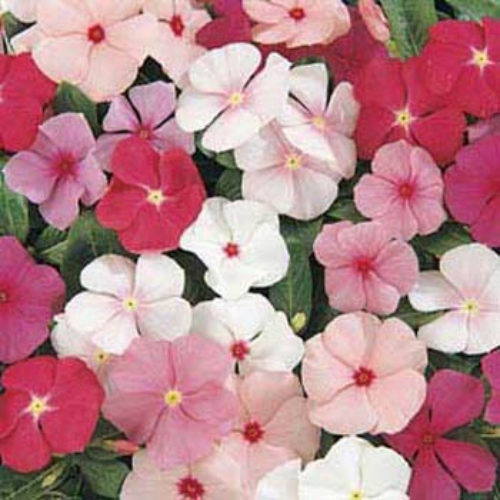Periwinkle, Vinca (Vinca minor) My Garden Life