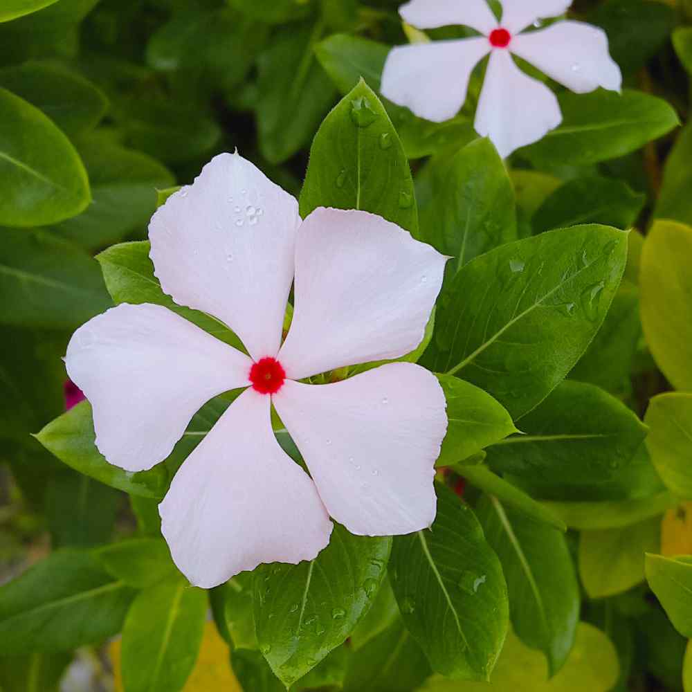 Periwinkle Seeds - Vinca Rosea Bright Eyes Ground Cover Seed
