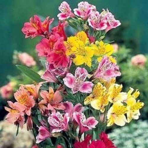 Peruvian Lily (Alstroemeria