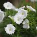 Petunia Grandiflora White Flowers