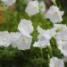 Petunia Grandiflora White Flowering Plants
