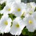 Petunia Multiflora White Flowers