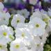 Petunia Multiflora Quinto White Flowers