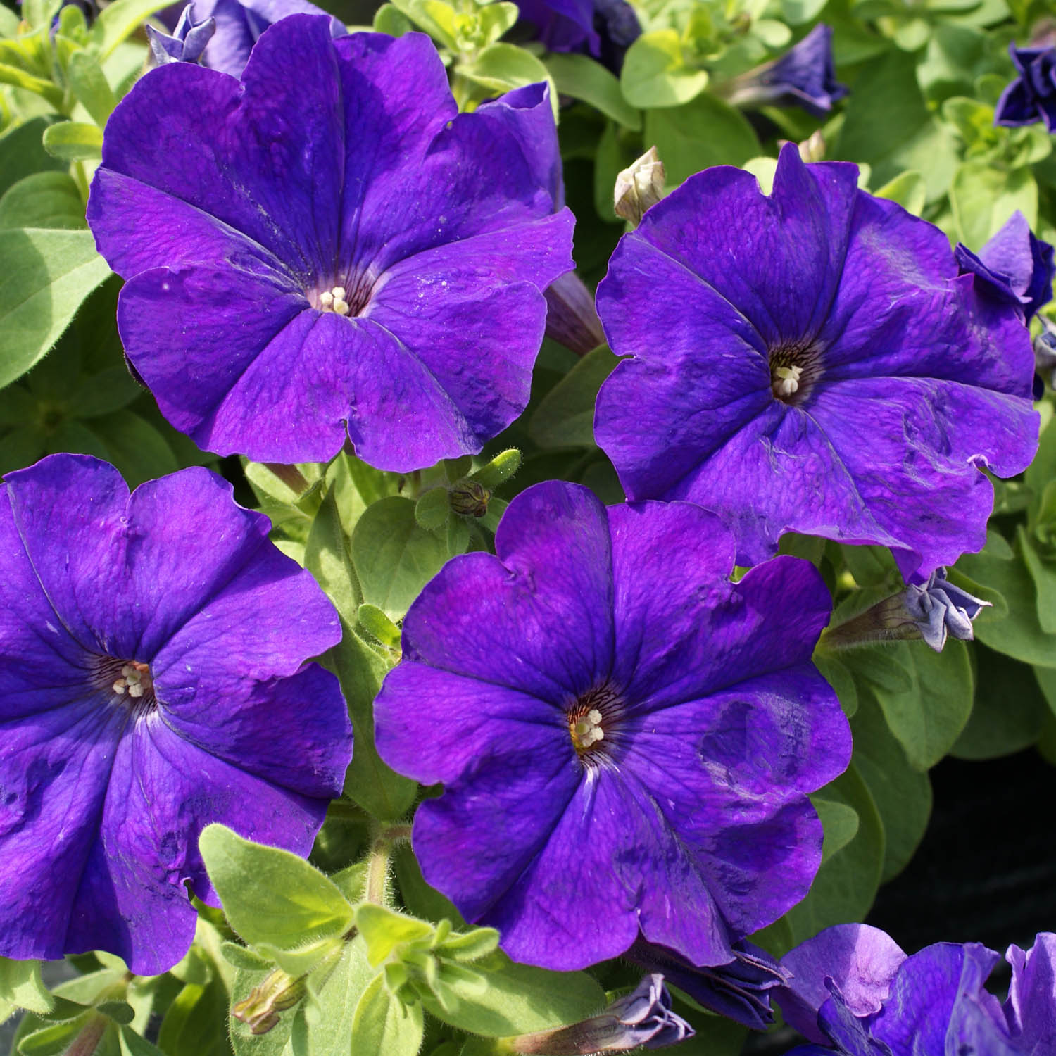 Petunia Multiflora Blue Flowers