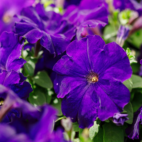 Petunia Multiflora Blue Garden Flowers