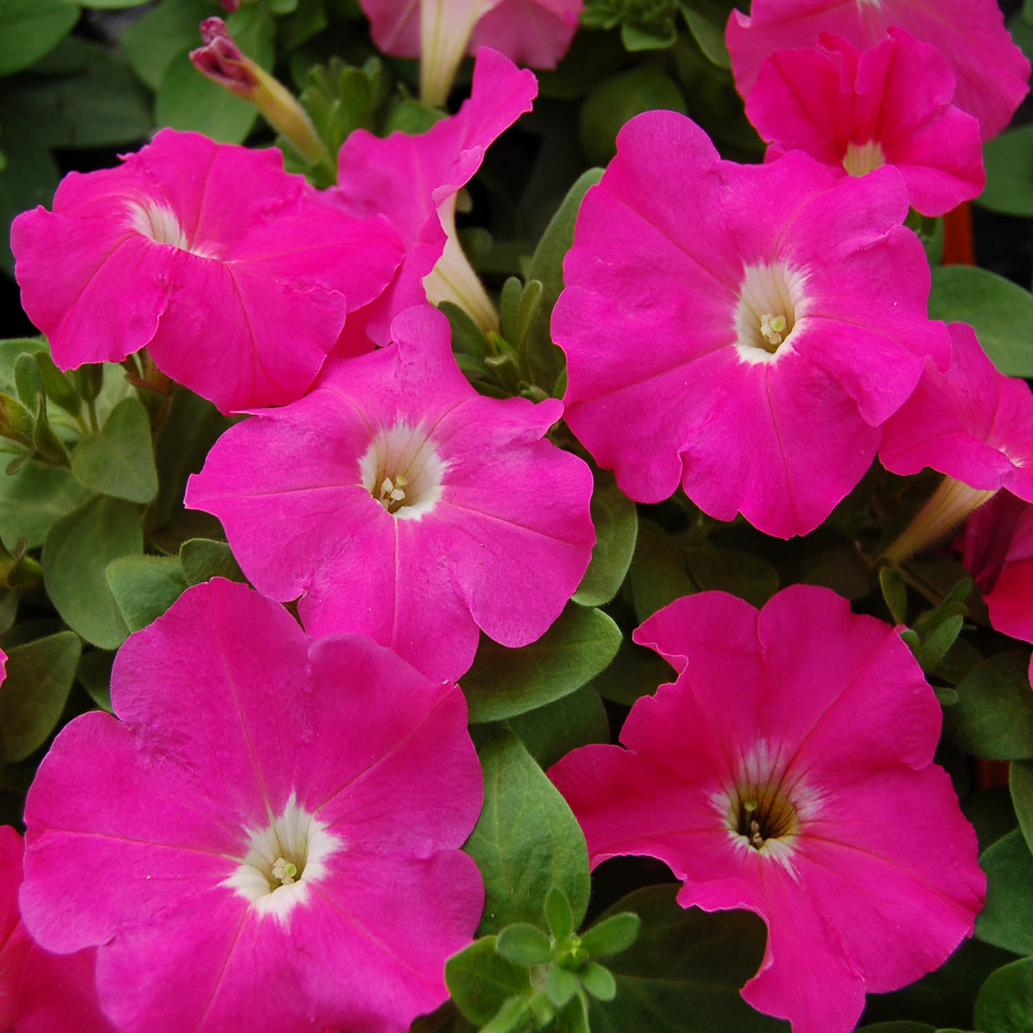 Petunia Multiflora Pink Flowers
