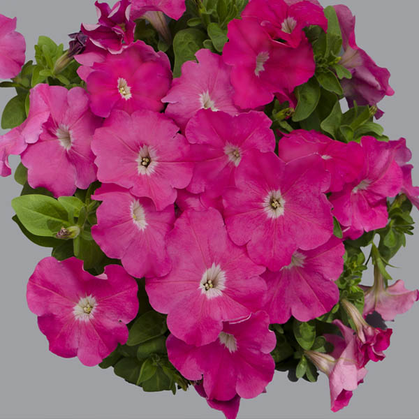 Petunia Multiflora Quinto Pink Flowers