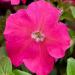 Petunia Multiflora Quinto Rose Flowers