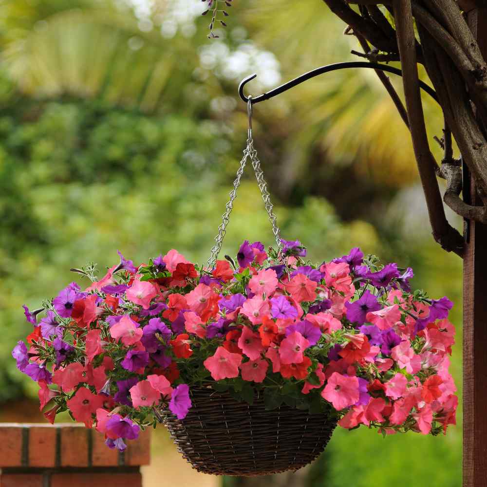 Easy Wave Spreading Petunia South Beach Garden Flower Mix