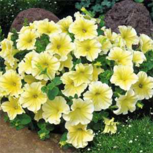 Petunia Yellow