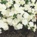 Drummondii Phlox White Flowers
