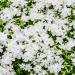 Drummondii Phlox White Flower Bed
