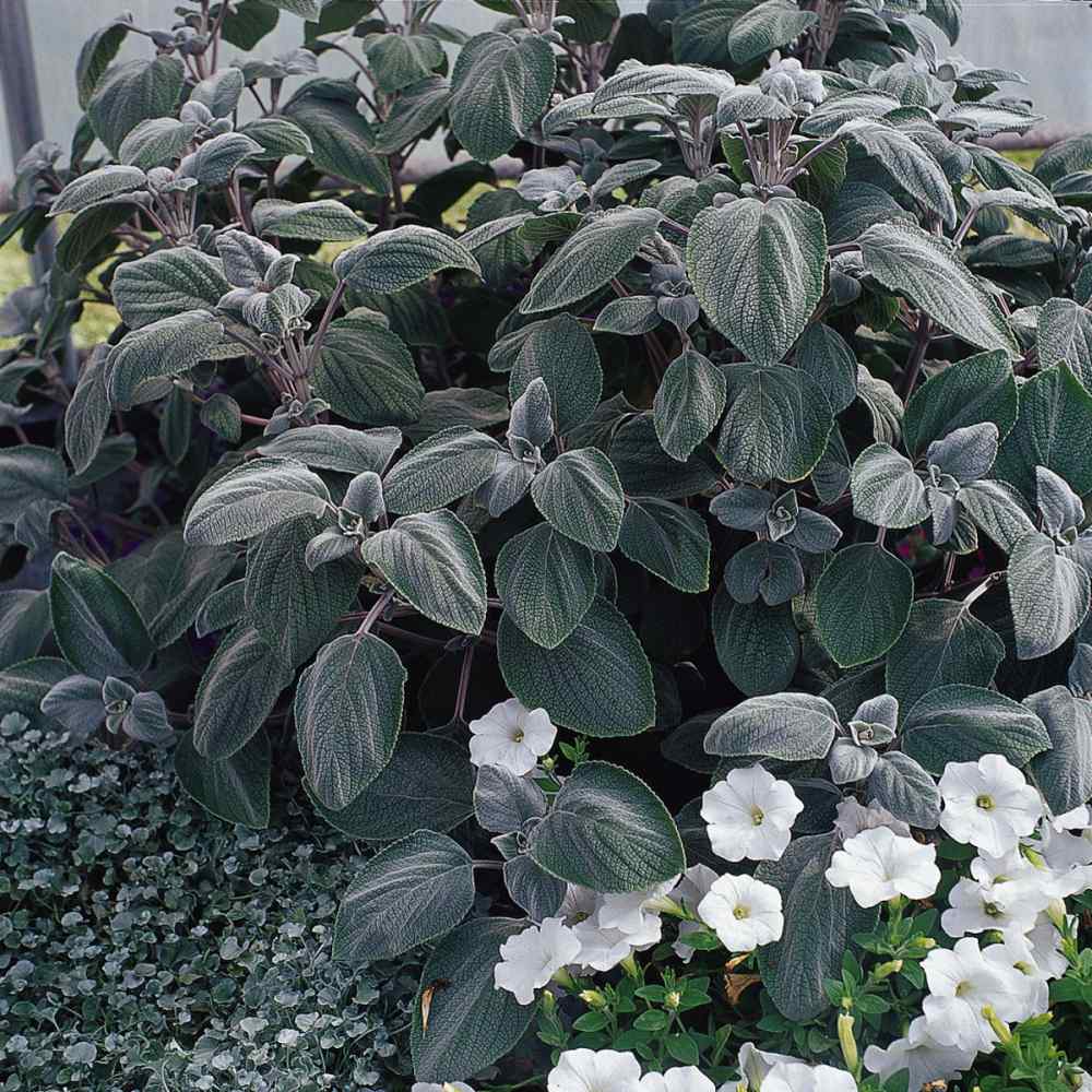 Plectranthus Silver Shield Plants