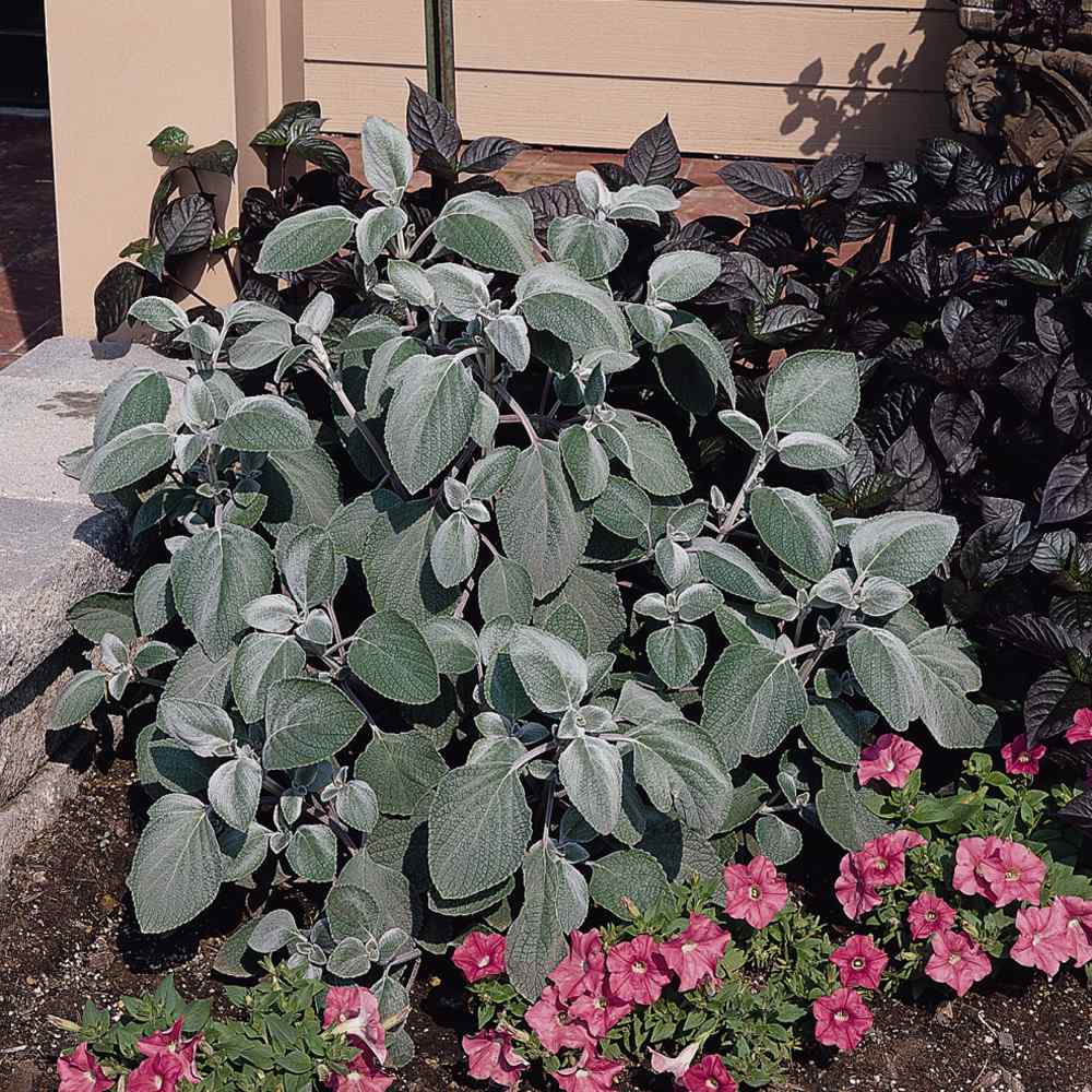 Plectranthus Silver Shield Foliage