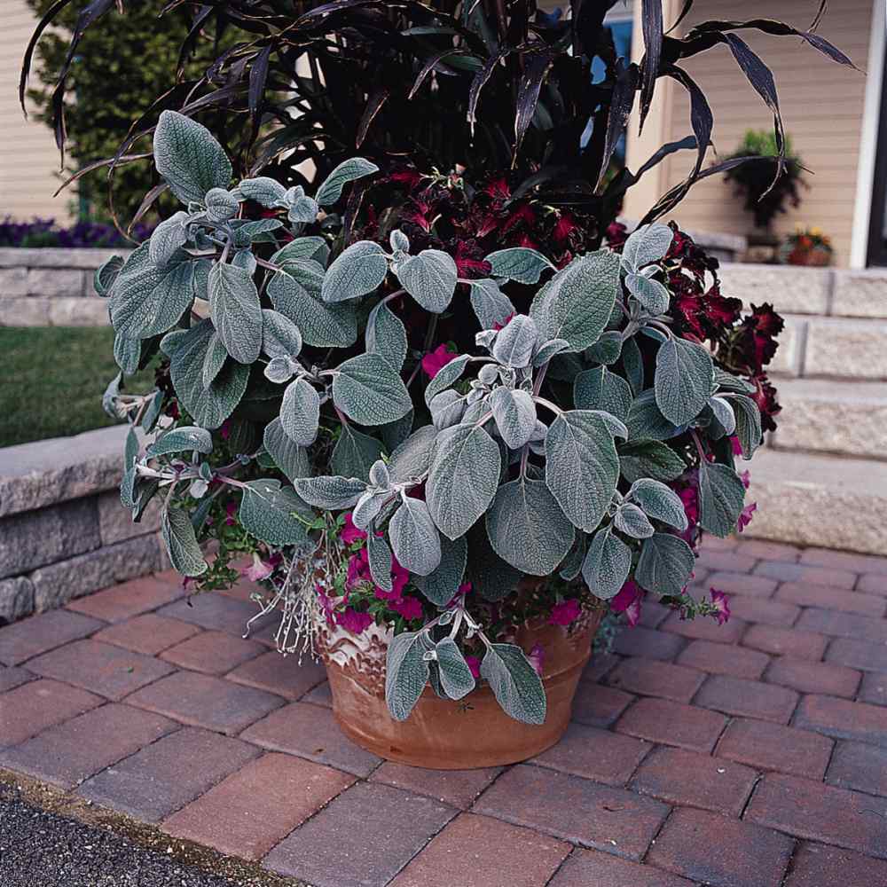 Plectranthus Silver Shield Flower Bed