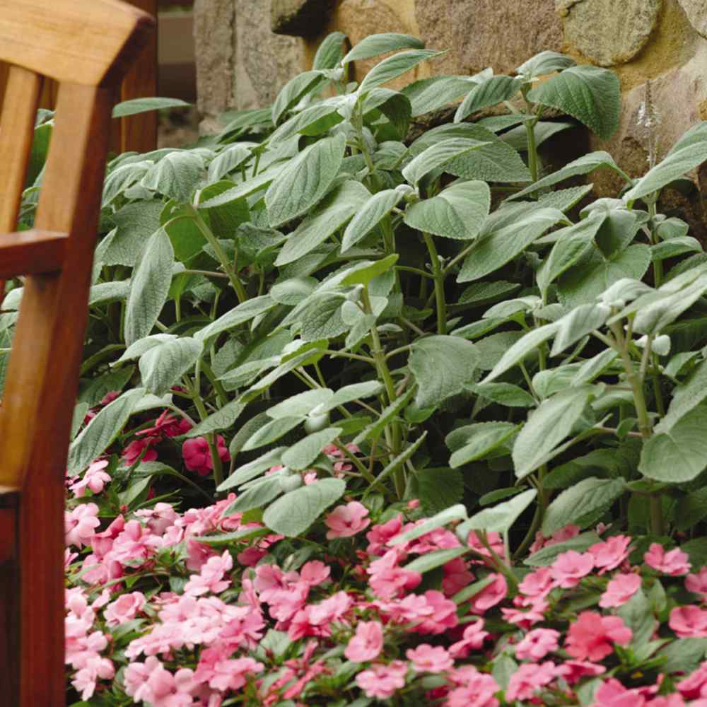 Plectranthus Silver Shield Landscape