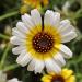 Chyrsanthemum Daisy Polar Star Flower