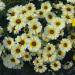 Chyrsanthemum Polar Star Flowers