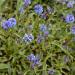 Polemonium Caeruleum Blue Flowers
