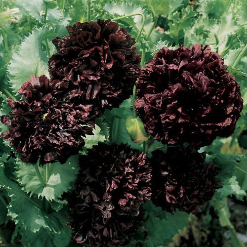Naked Sword And The Tree Peony Of Black Peony Seeds - Black Peony Poppy Flower Seed