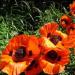 Papaver Orientale Orange-scarlet Flowers