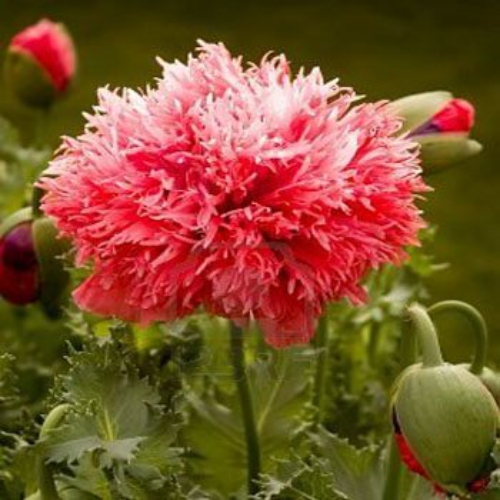 Peony Flowers on Peony Seed   Red Striped Peony Poppy Flower Seeds