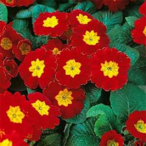 Primrose Acaulis Accord Scarlet