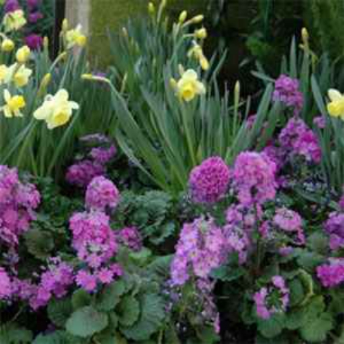 Primula Malacoides Lavender