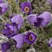 Anemone Violet Plant