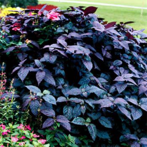 Alternanthera Purple Knight