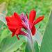 Canna Red Flower