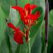 red canna flowers