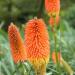 Full Sun Red Hot Poker