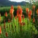 Red Hot Poker Flowers