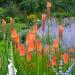 Perennial Red Hot Poker