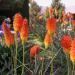 Kniphofia Uvaria Flower Field