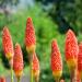 Kniphofia Uvaria Flowers