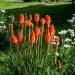 Kniphofia Uvaria