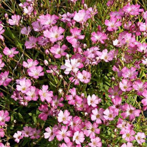 Gypsophila Elegans Rose