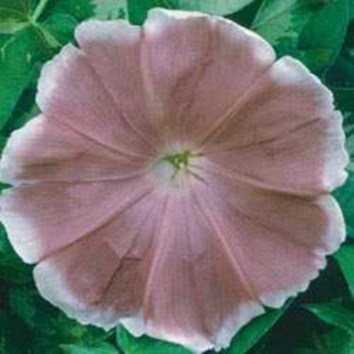 Rose Morning Glory
