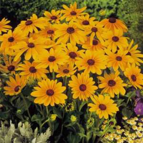 Rudbeckia Hirta Seeds Rudbeckia Marmalade Flower Seed