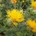 Safflower Yellow Plants