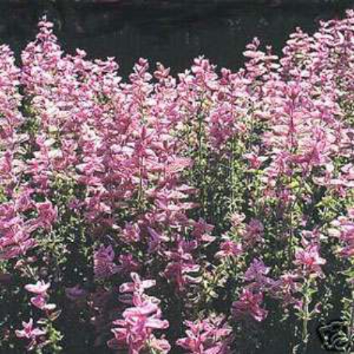salvia seeds salvia pink sunday flower seed transplanting salvia seedlings 300x300 salvia seeds salvia pink sunday flower seed transplanting salvia seedlings 300x300